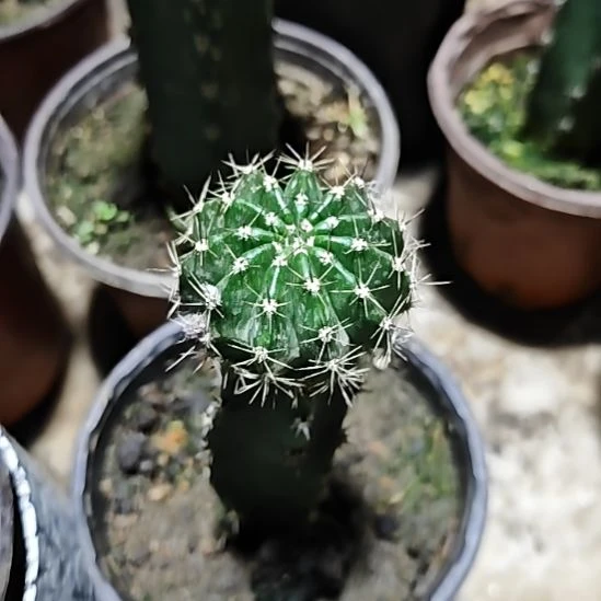 粉可可彩草秀普嫁接86