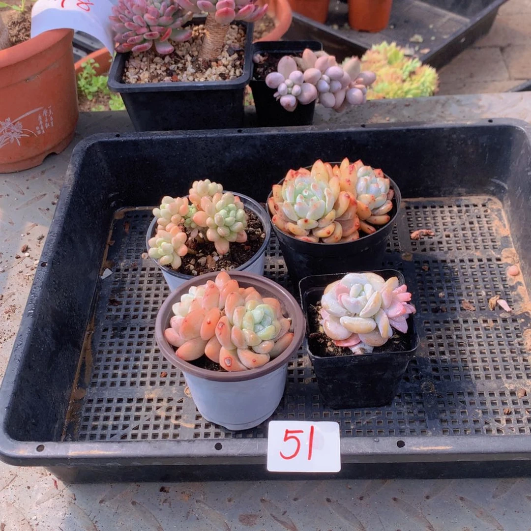 一单包邮框拍0051