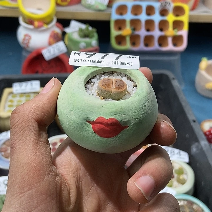 977大舅生石花肉锥多肉