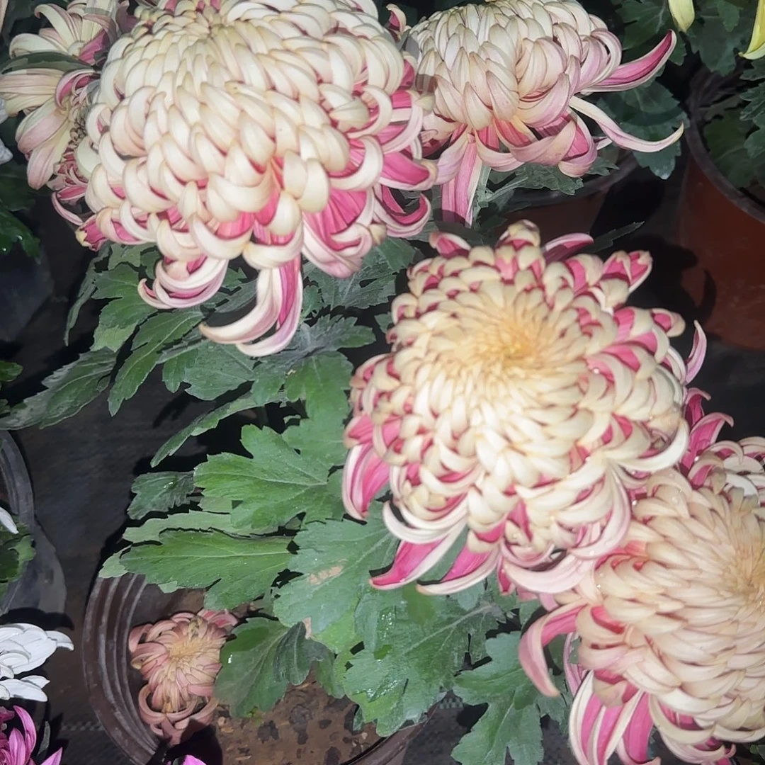 无花朵淞沪一颗一颗