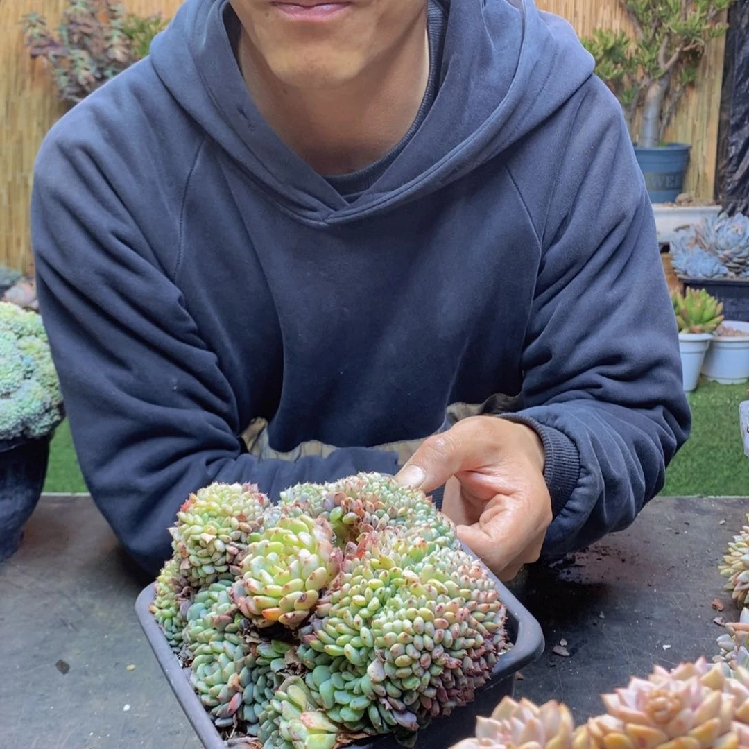 大****?A18号白胖子缀多肉