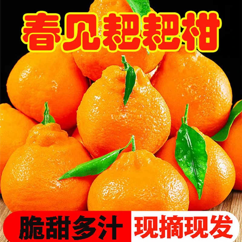 四川春见耙耙柑粑粑柑杷杷柑正宗水果新鲜整箱当季丑桔橘产地直发