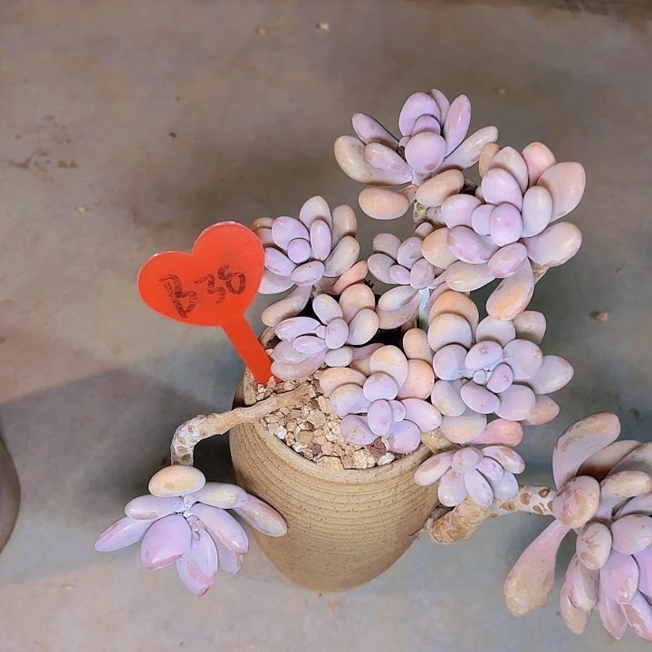 羽*桃蛋一物一拍B38