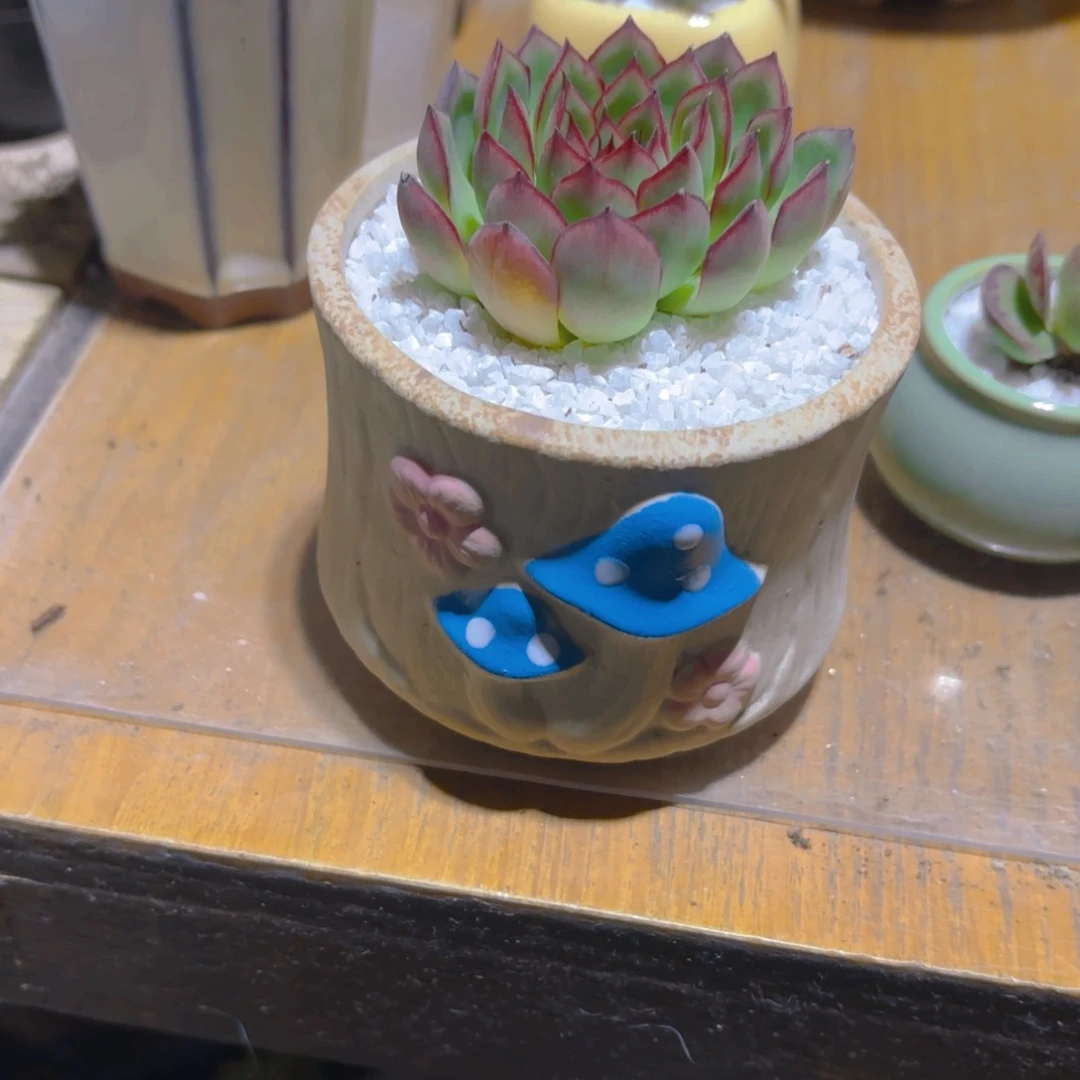 萤火虫带盆新疆包邮