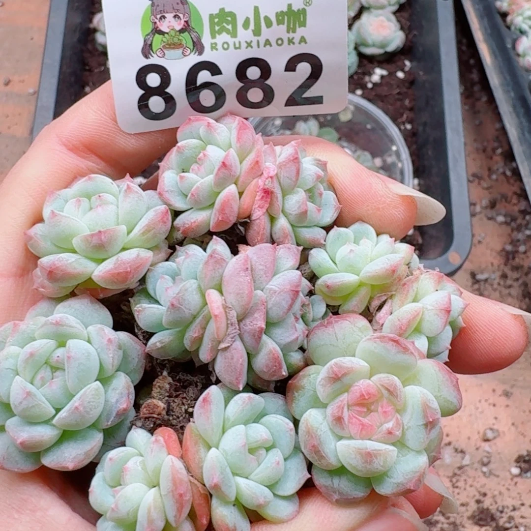 多肉植物多肉植物