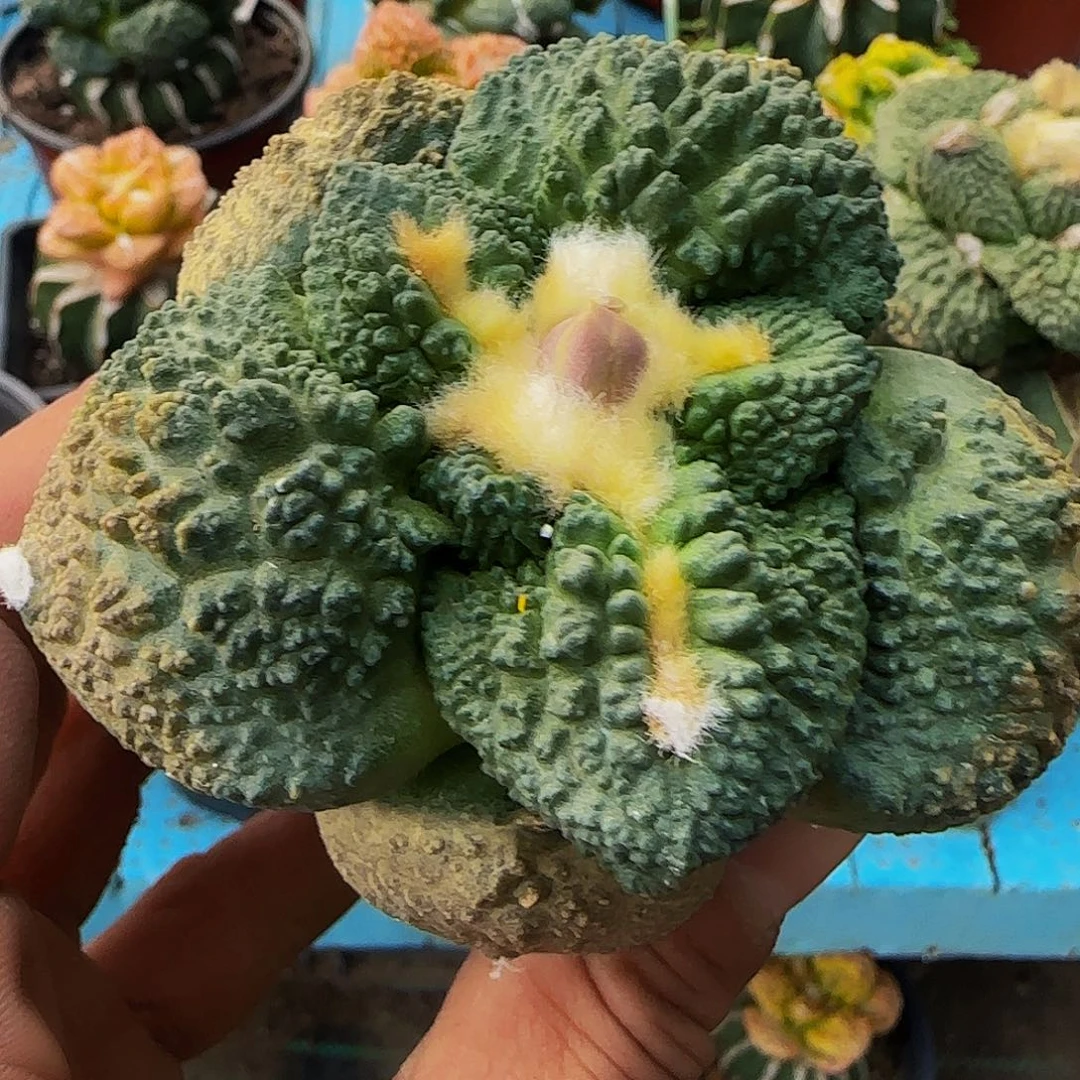 大尤哥斯拉761。