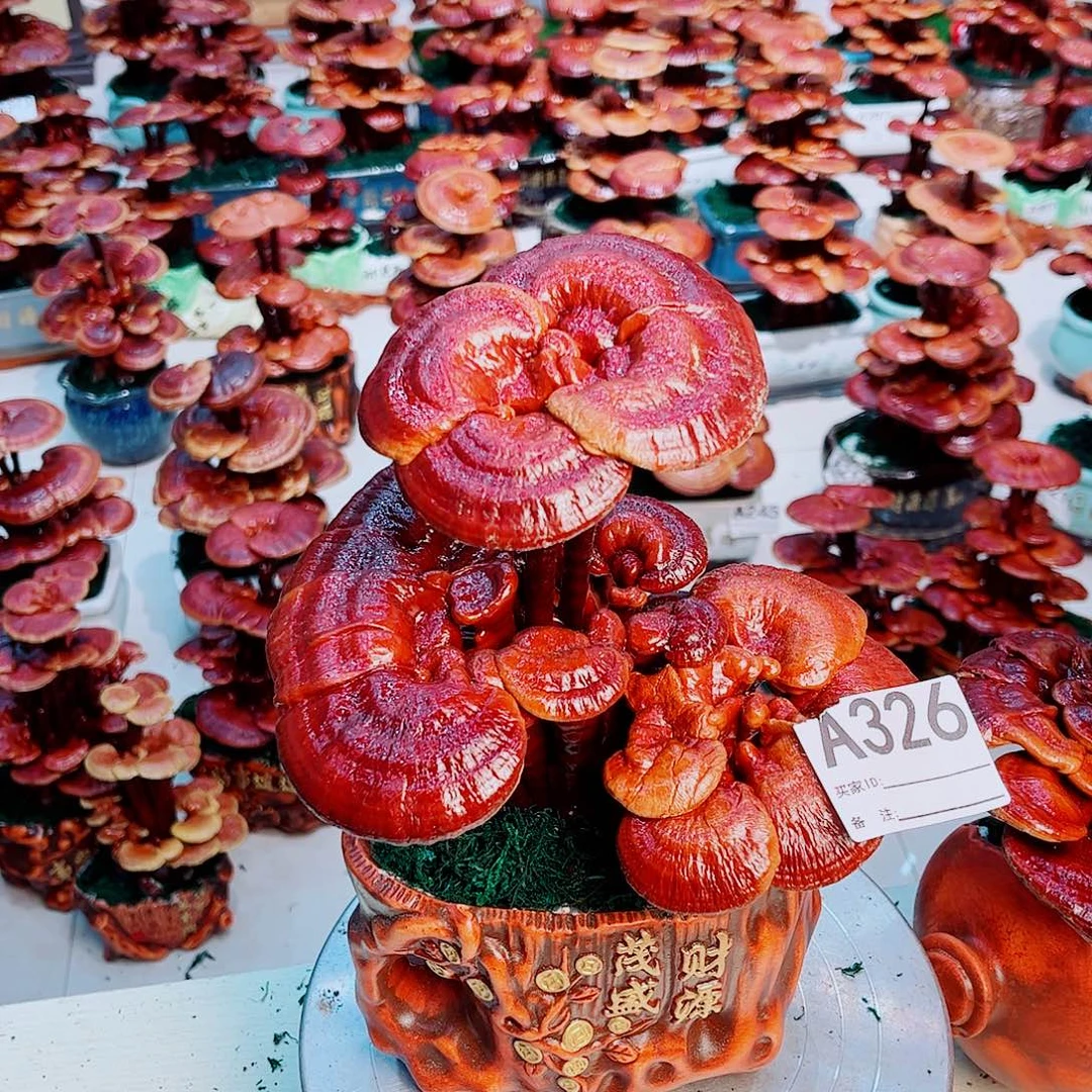 无花朵灵芝盆景大二层