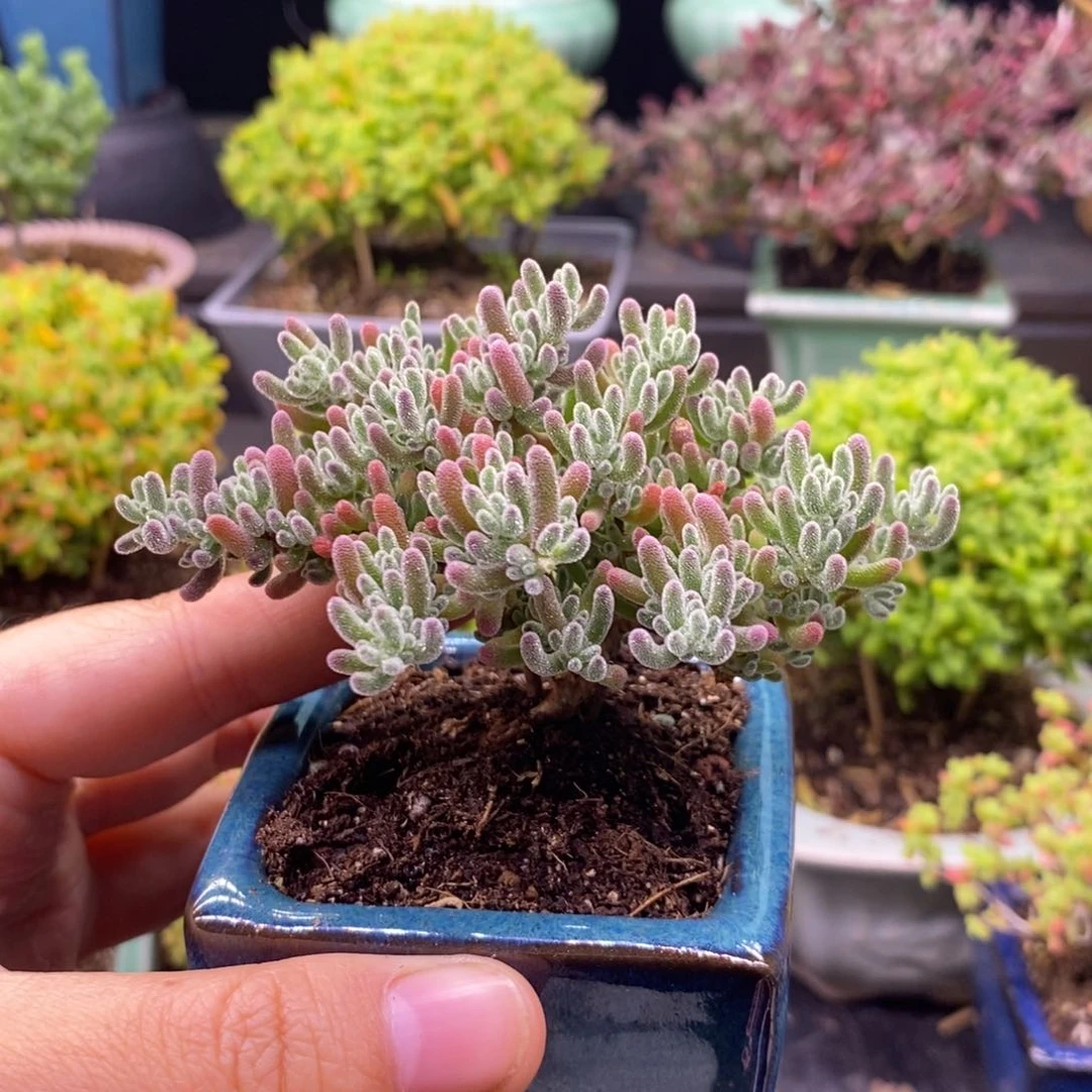 乐151冰晶带盆。