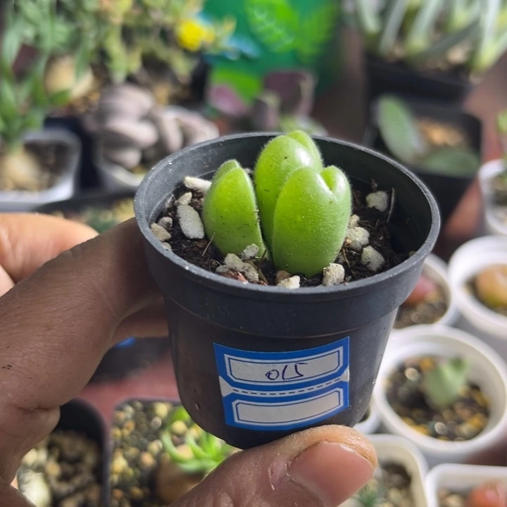 可爱多肉嘟嘟毛翠迪015