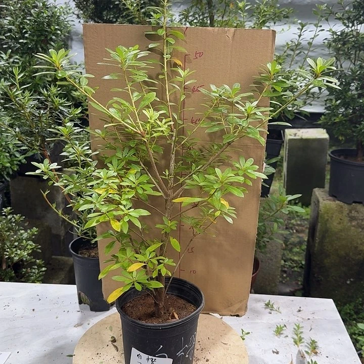 经***年完全开放白樱杜鹃花