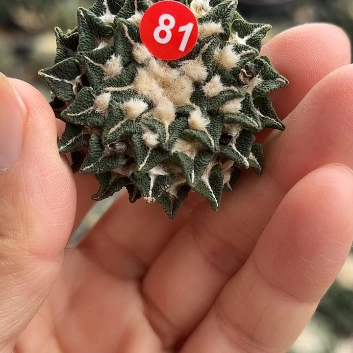 苗接落地仙人球81