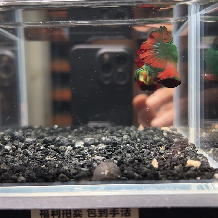 斗鱼竞拍跑单拉黑17日100