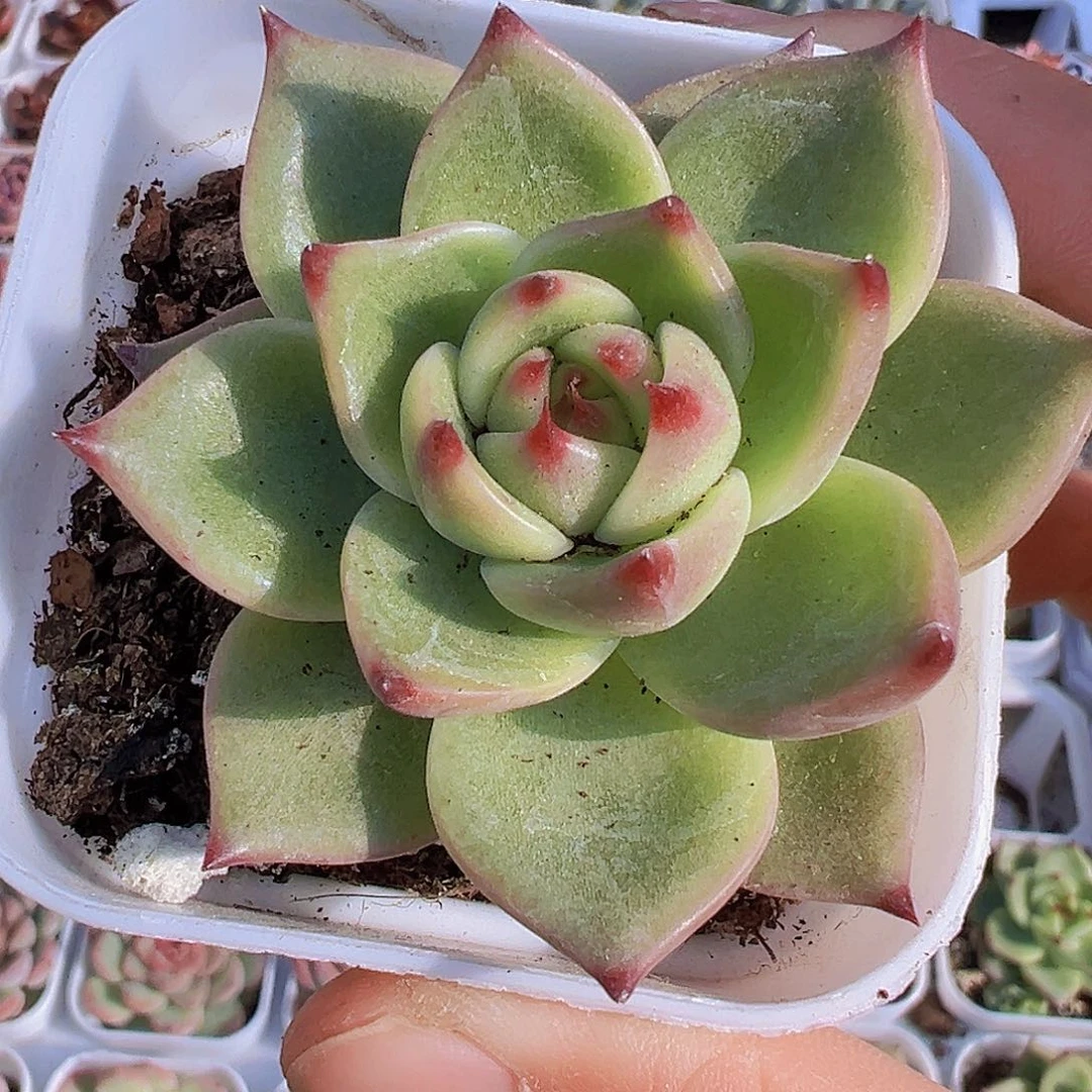 蓝龙19包邮多肉植物