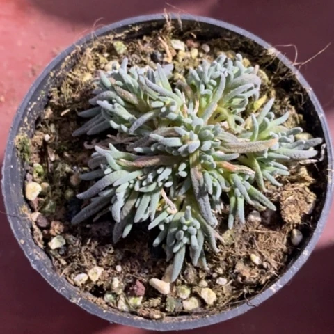 锦珊瑚群5仙人球