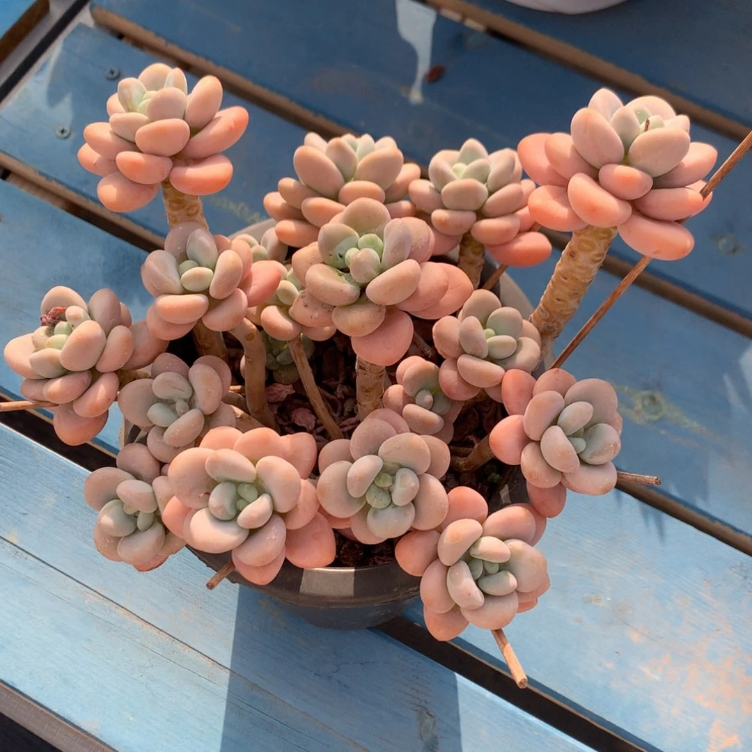 香水洛神一物一拍
