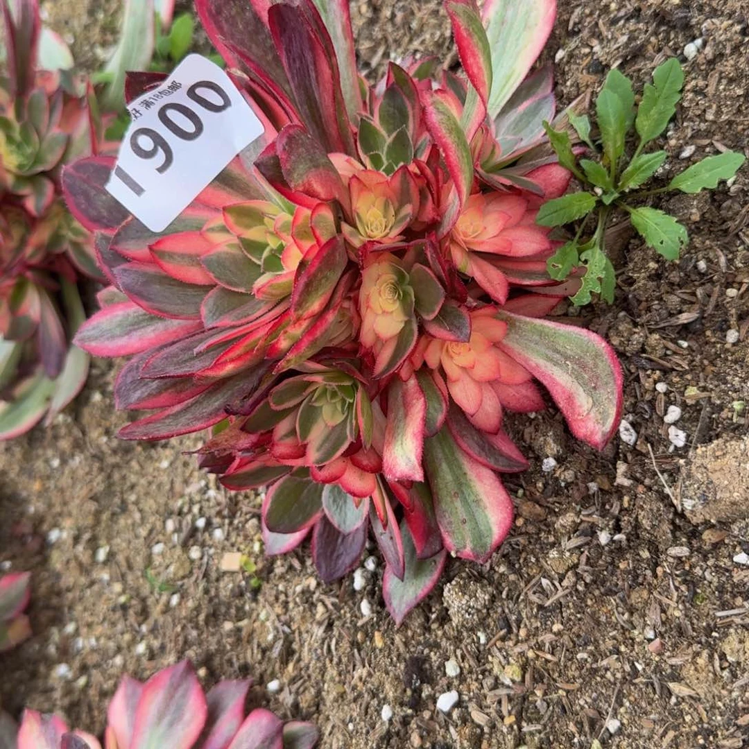 1900黑魔锦。多肉植物