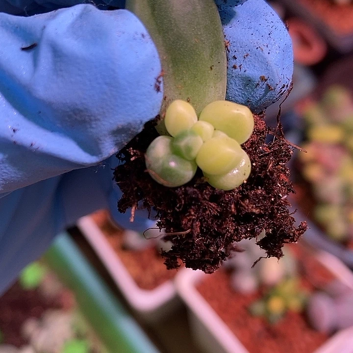 千代田之松锦多肉植物了