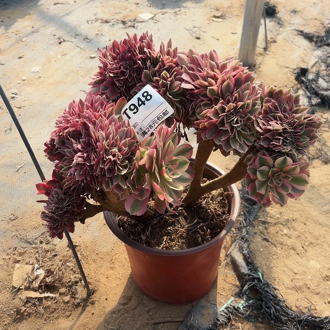 948女巫缀多肉植物无售后