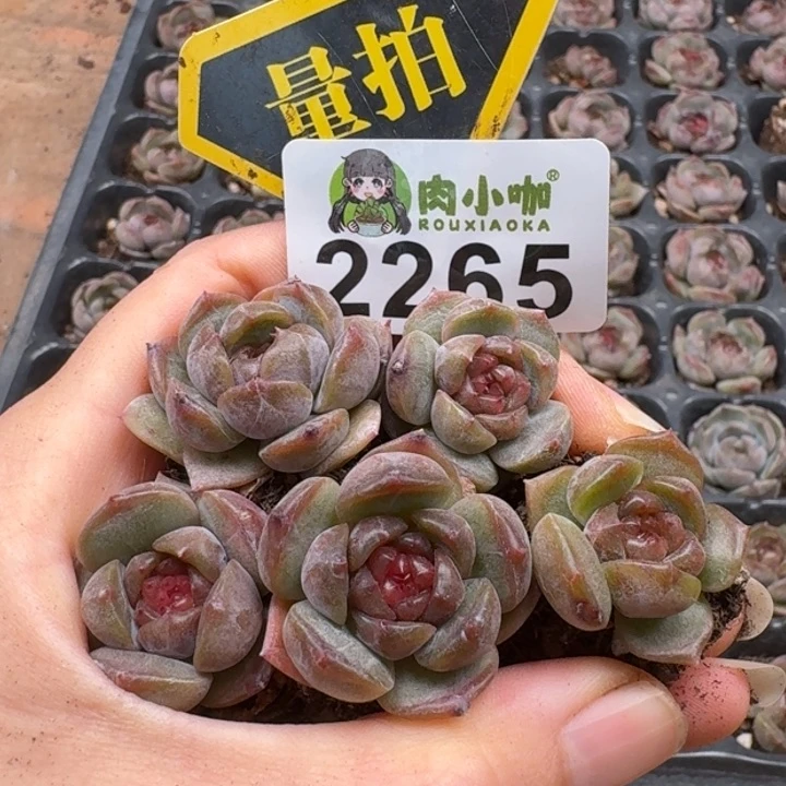 无花朵多肉植物多肉植物