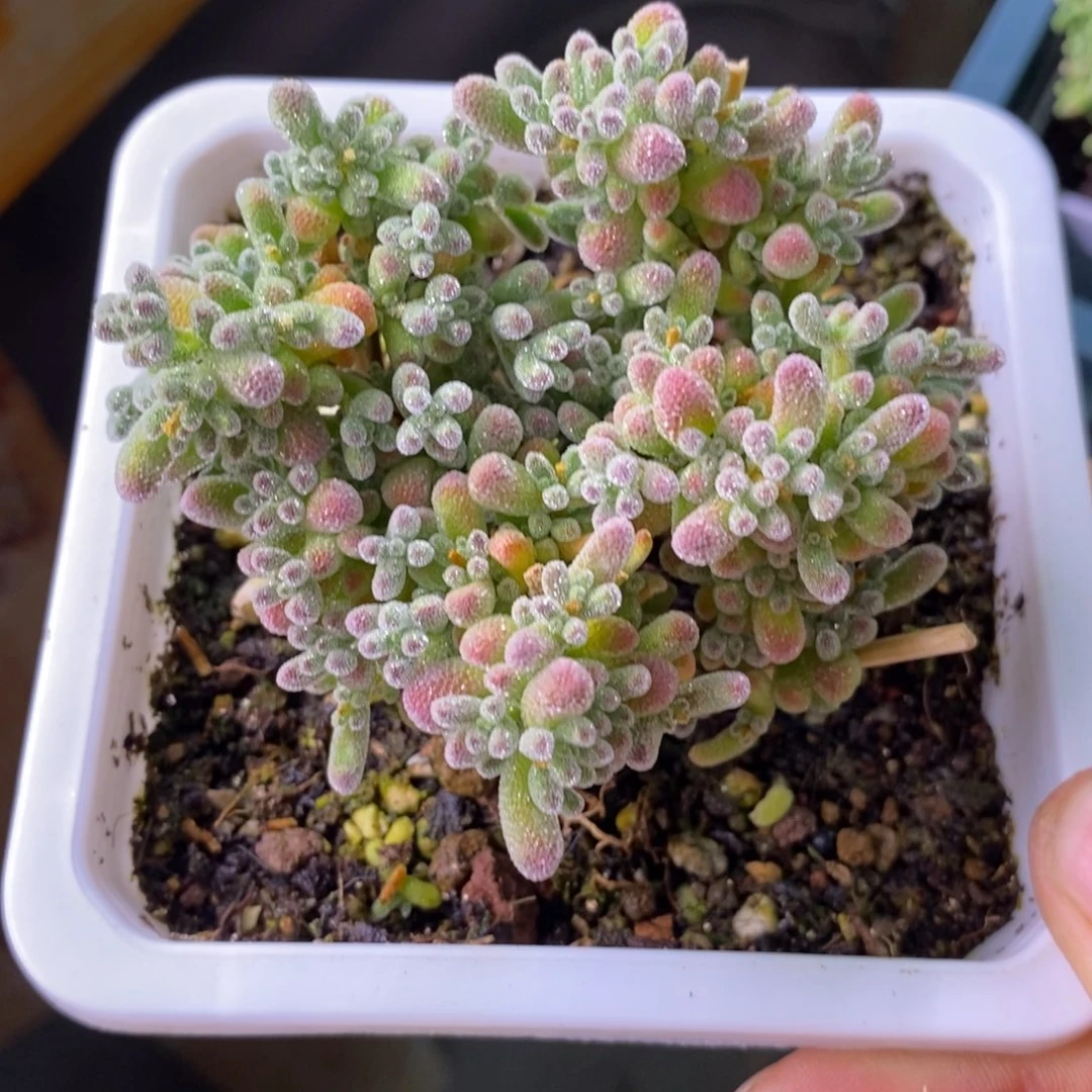 仙***食4。  五彩冰晶