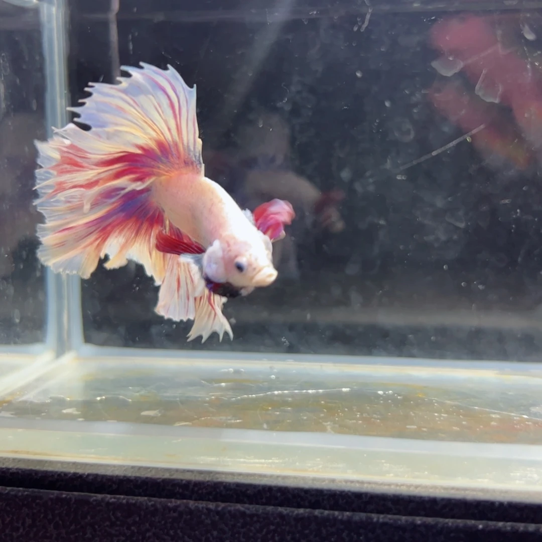 斗鱼浅色特殊尾hhhh