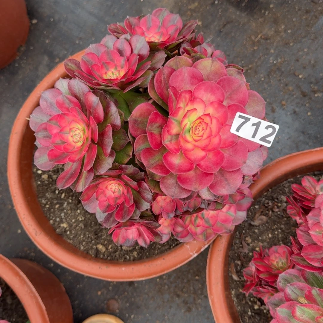 712多肉植物荔枝多肉