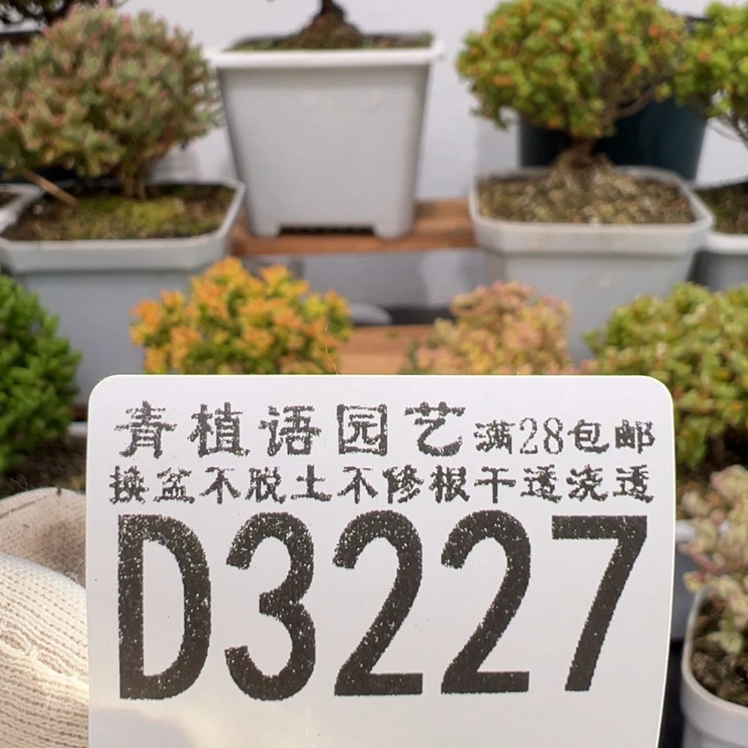 D3227枝干营养土一份