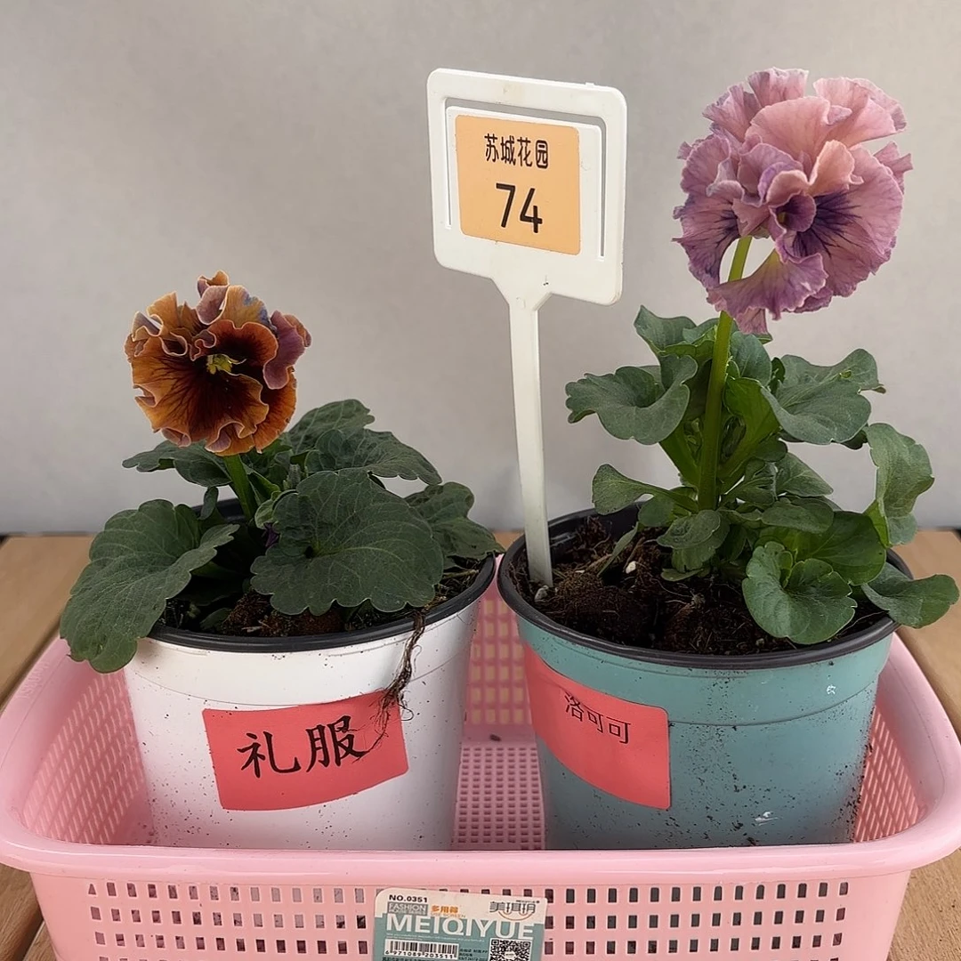 大部分开放少量花苞74