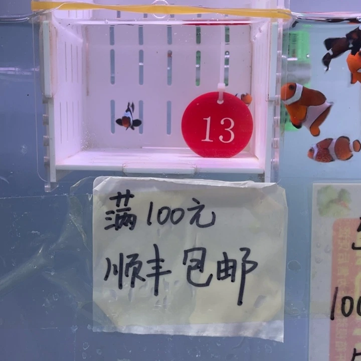 海水鱼精品2条2.5-3