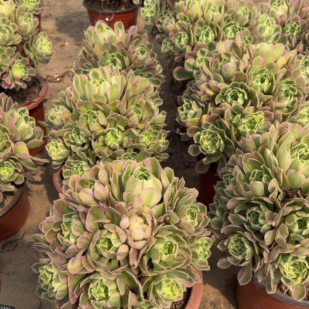 白凤13.8冷棚 多肉植物