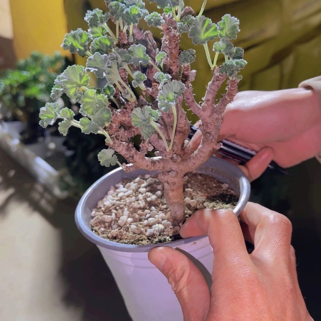 C***.块根植物块根植物
