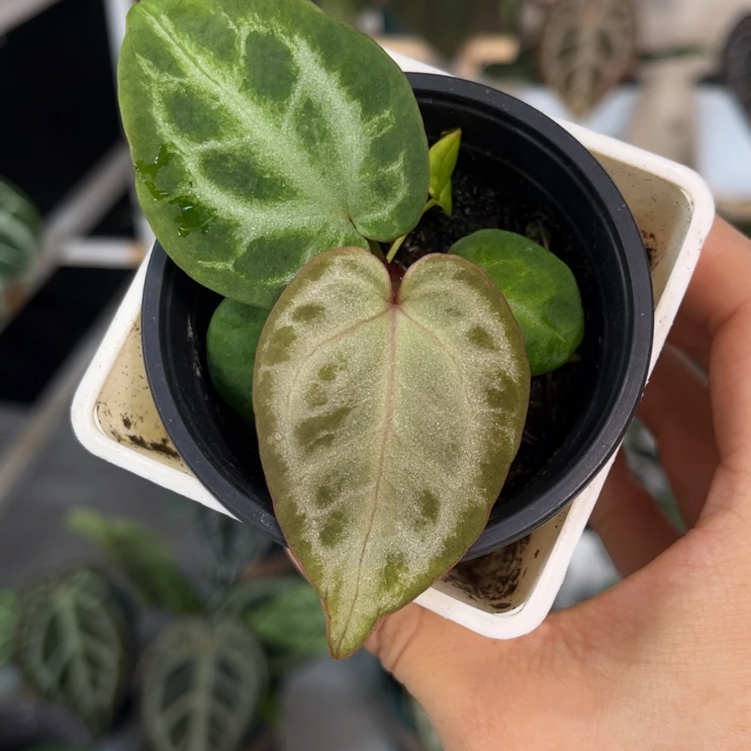 无花朵005 粉红skg 银红