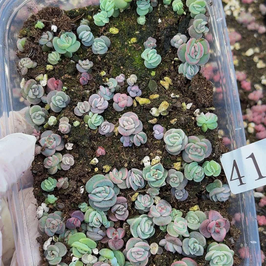 多肉植物多肉植物414