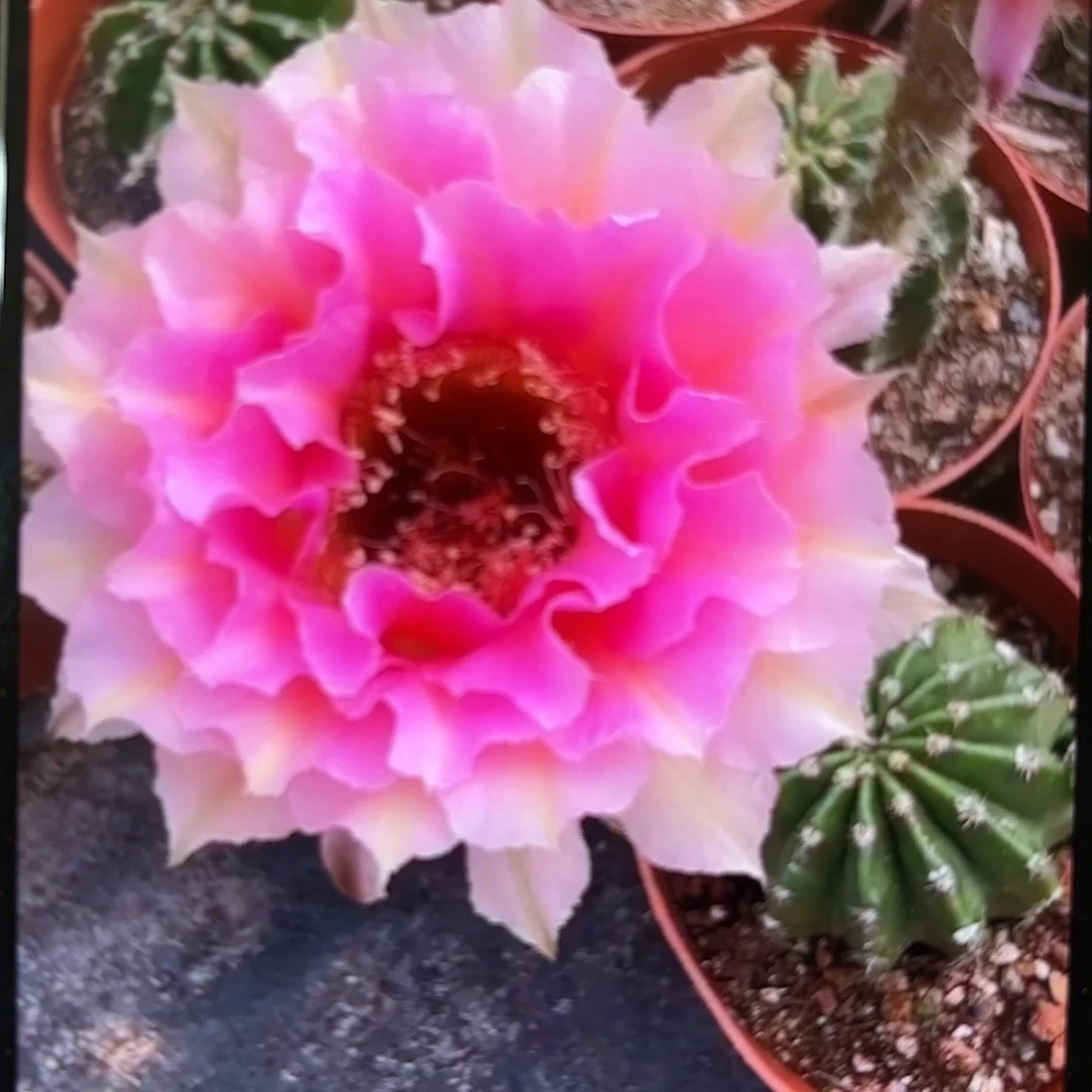 彩草青青200号7个头13公分左右群生