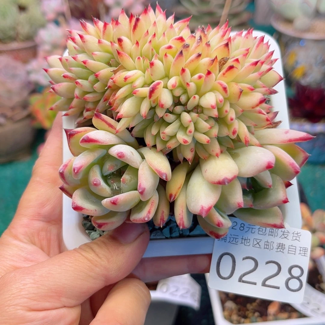 大0228；bxvvbbbxxc