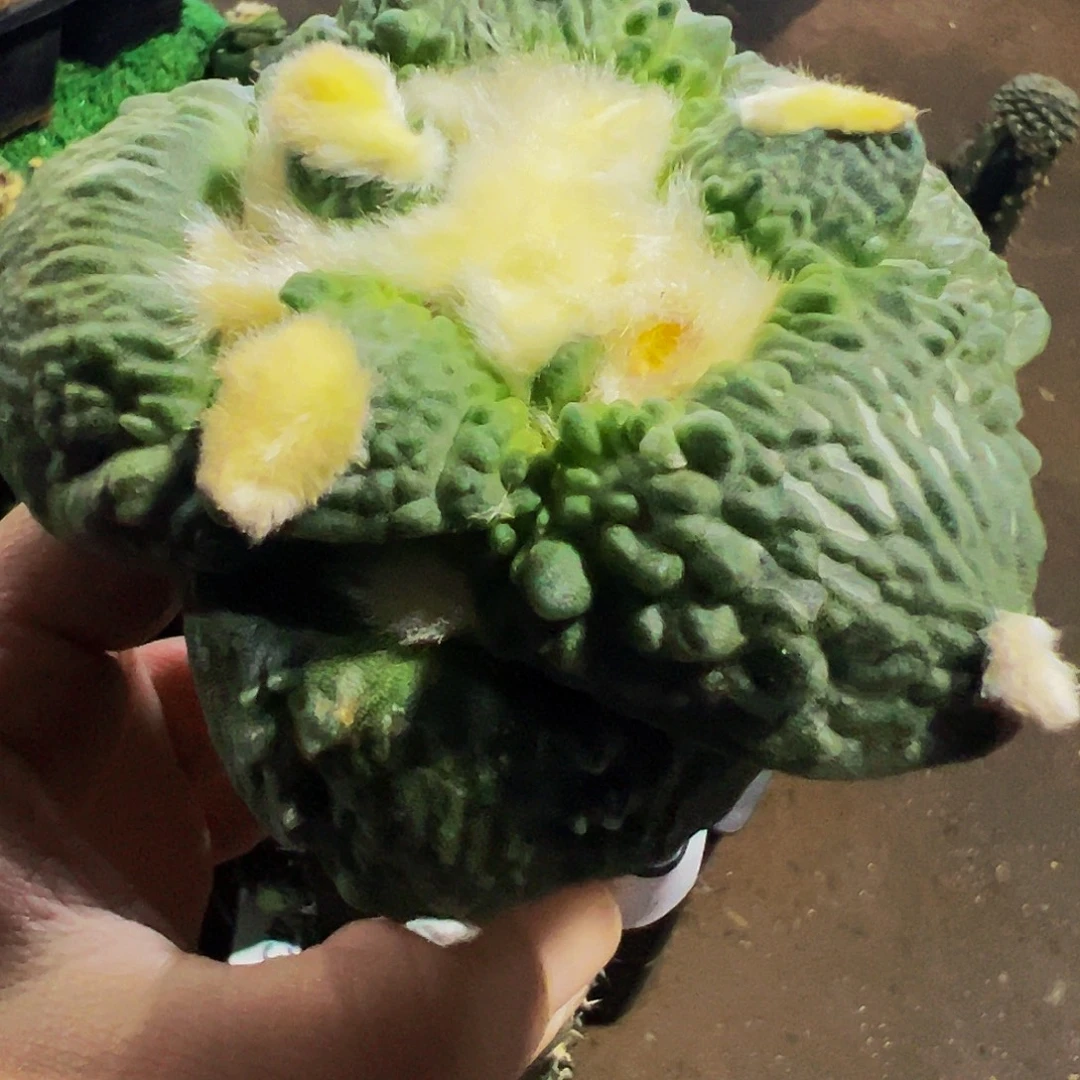 梦***焙无花朵福利龟甲怒涛179