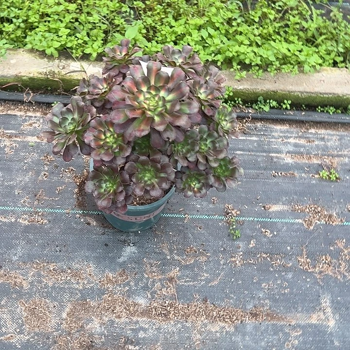 0563晚霞多肉植物