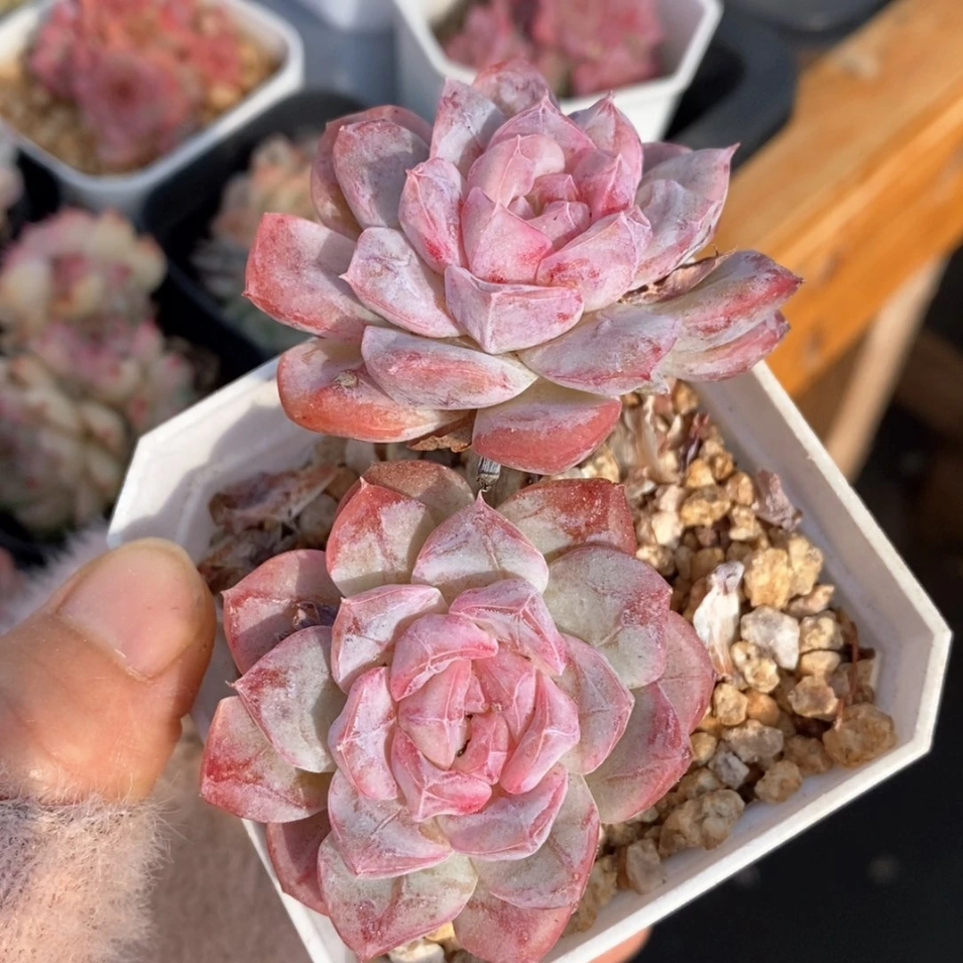 精品多肉一物一拍31