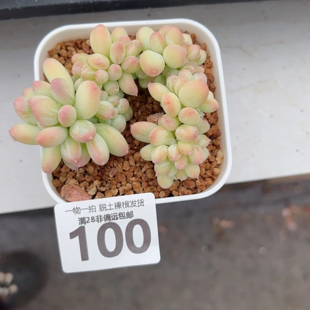 三日月美人缀化无盆土发货