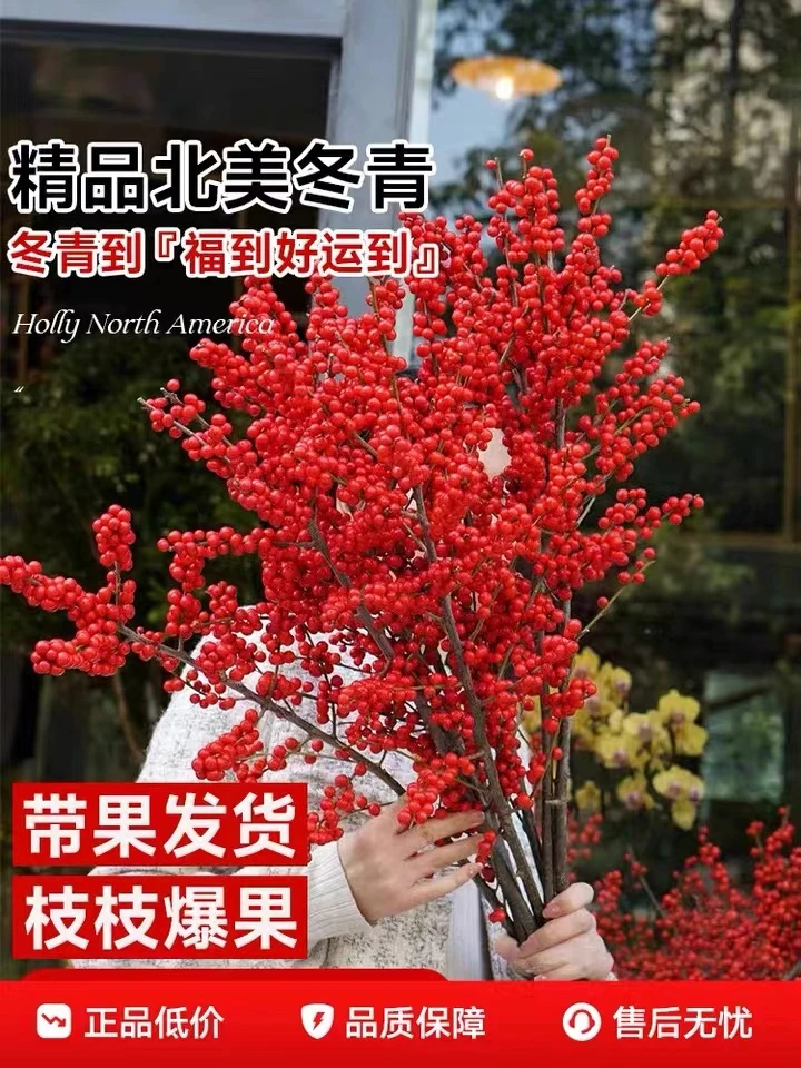 北美冬青年宵花花卉