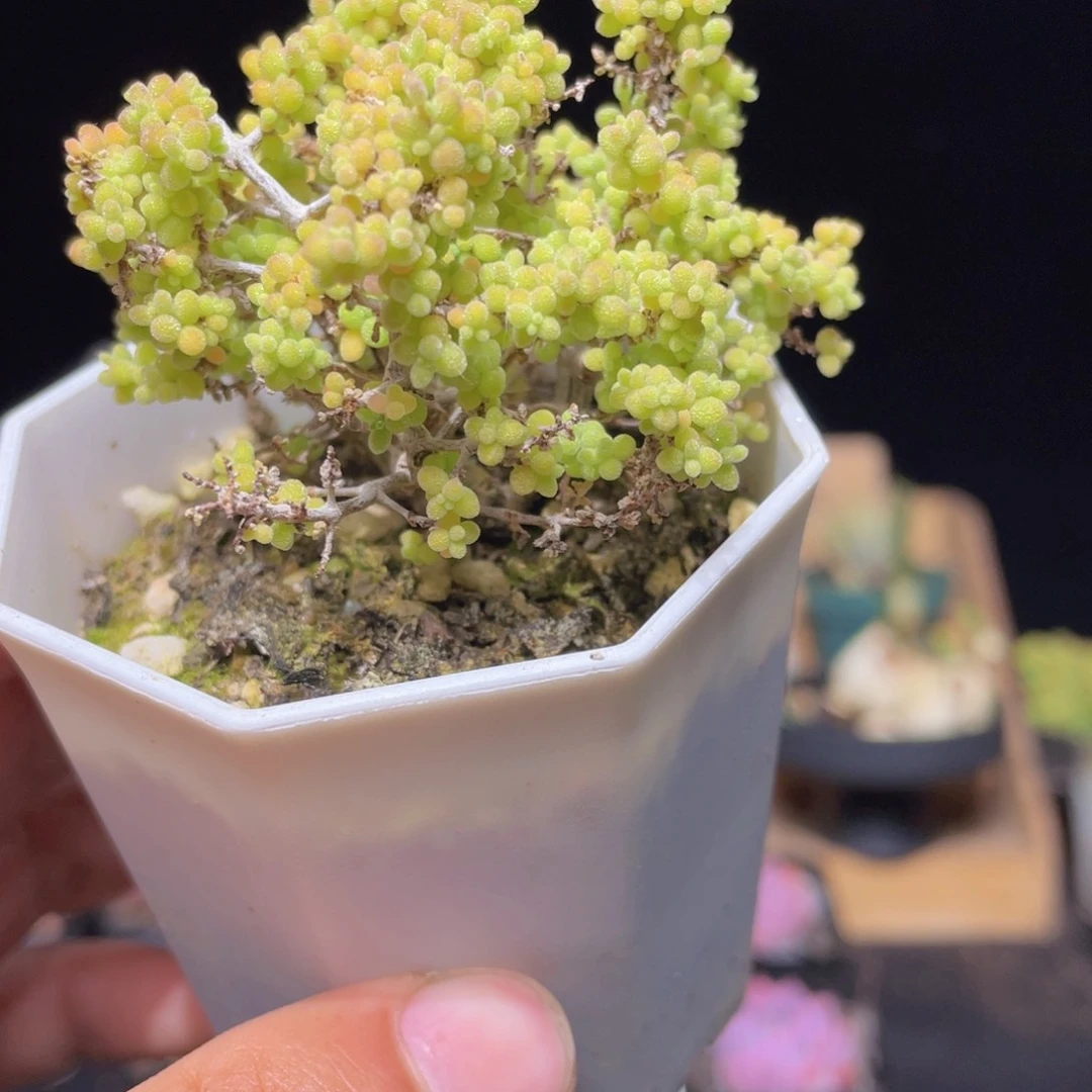 小小米枝干多肉9.9包邮发货