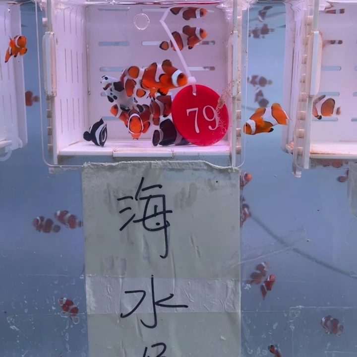 海水鱼瑕疵混搭10条