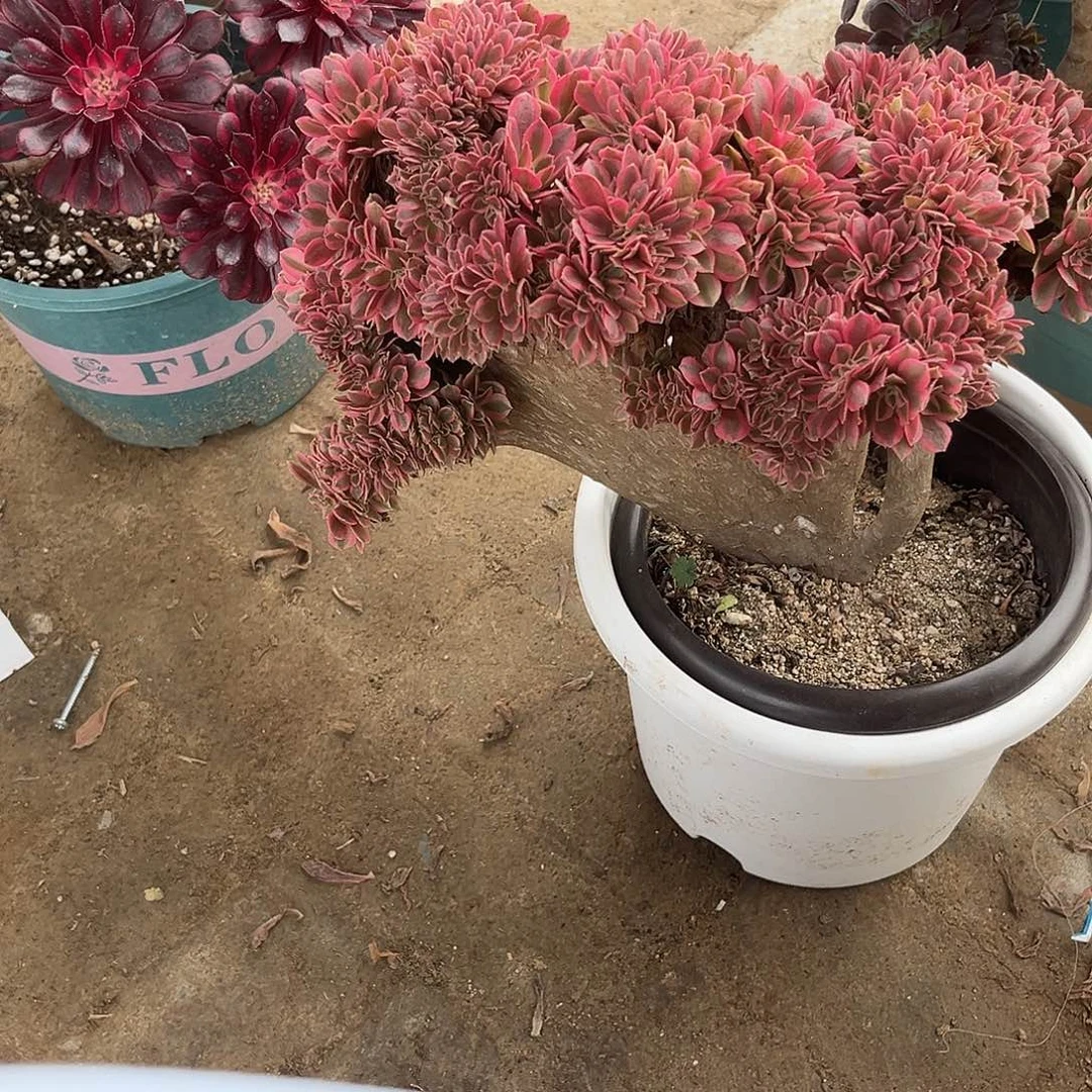 23女巫缀化法师多肉植物