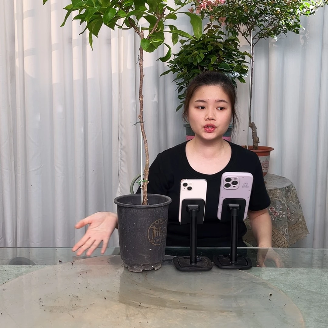 当前无花栽培后可以开花金夫人带竹一颗