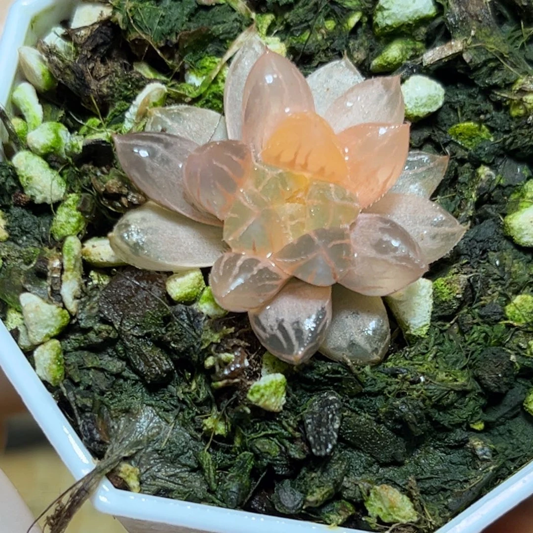 恭喜发财大吉大利0420