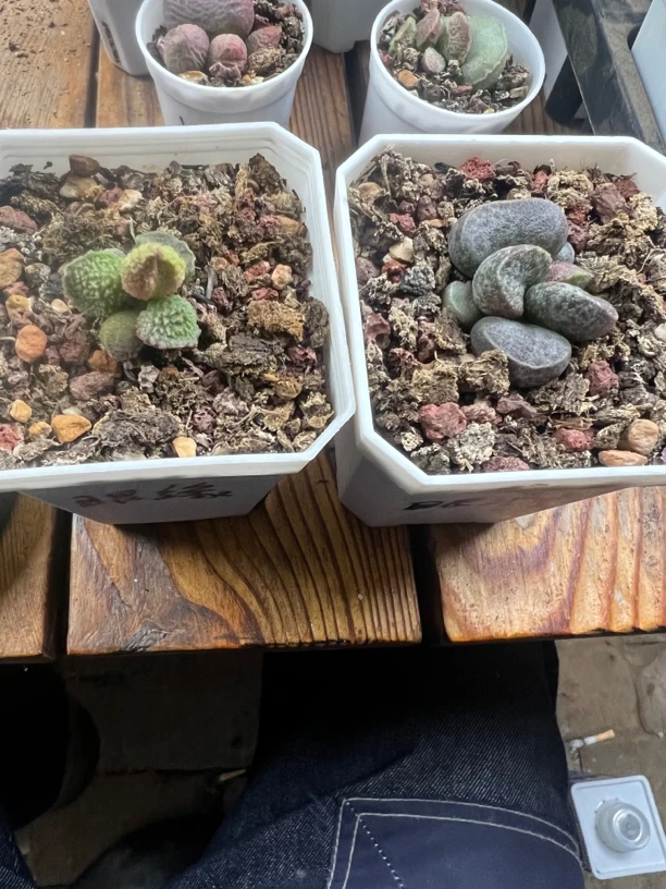 眼缘很重要水泡多肉植物