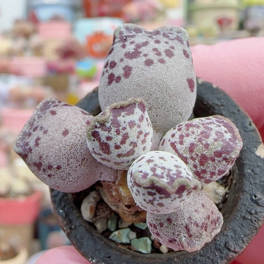 可爱猫耳 盆口2.5cm