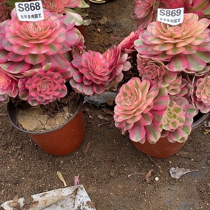 多肉植物倾城868。869
