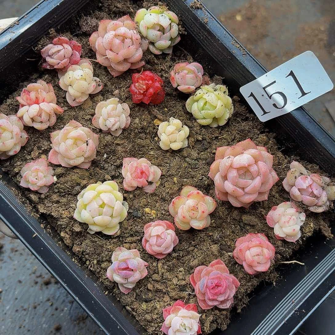 多肉植物多肉植物151