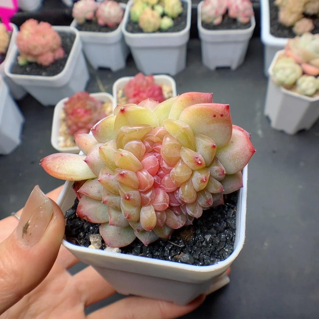 夜*舞多肉植物。 琥珀缀